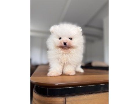 En saf haliyle pomeranian boo