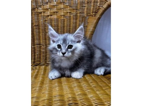 2 aylık şecereli dev maine coon yavrular