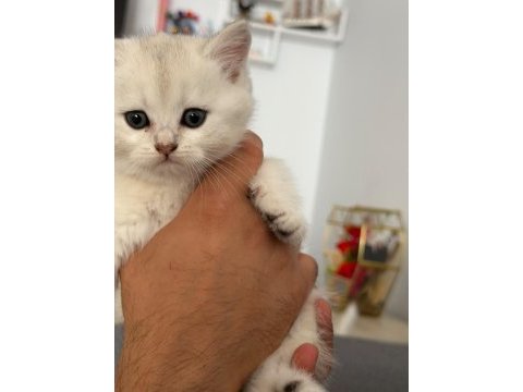 45 günlük british longhair yavrumuz