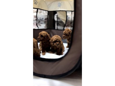 Toy poodle yavrular