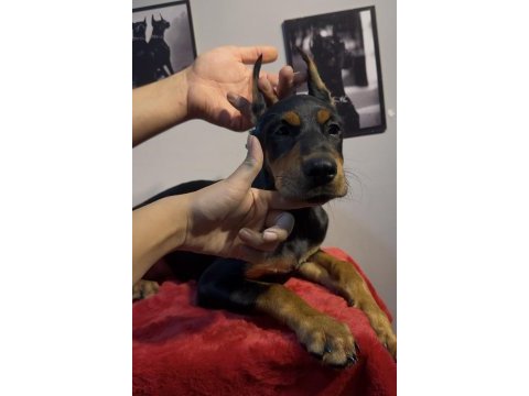 Hedefinizde kaliteli doberman varsa bekleriz