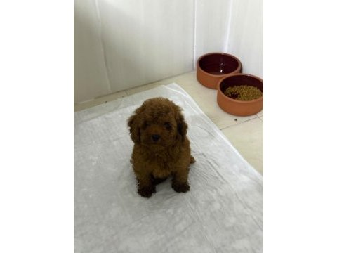 Kore toy poodle yavrular