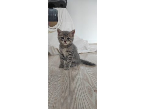 Tontiğe ve yavrularına yuva arıyorum tekir