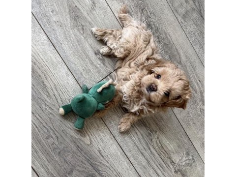 Tr de tek micro teacup maltipoo yavrusu