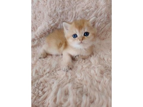 Golden british shorthair bebekler