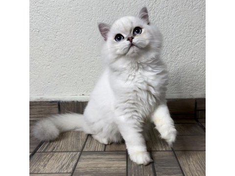 Asil yakışıklı british longhair oğlum