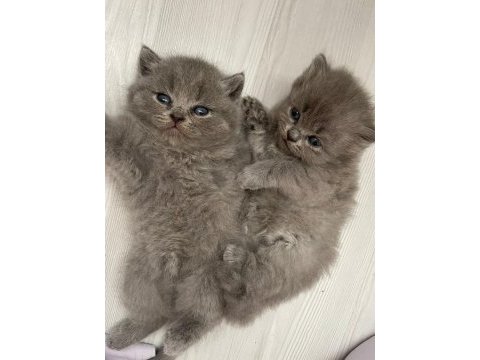 2 aylık kediler sahiplendirmek istiyorum