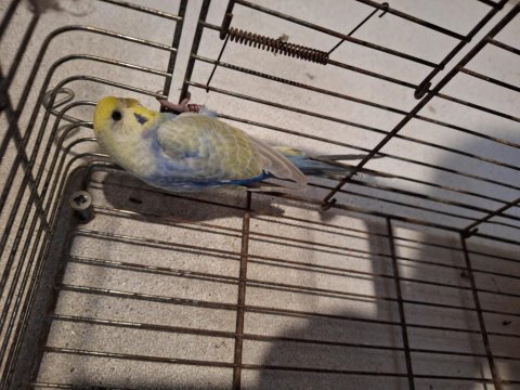 Rainbow yavru muhabbet kuşu