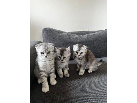 Safkan mini scottish fold ve british yavrular