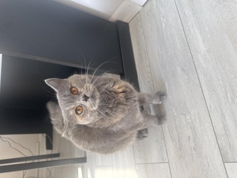 Ücretsiz gri british shorthair