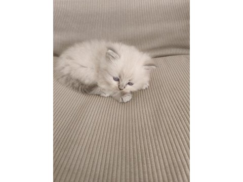 Longhair kedimiz yavru