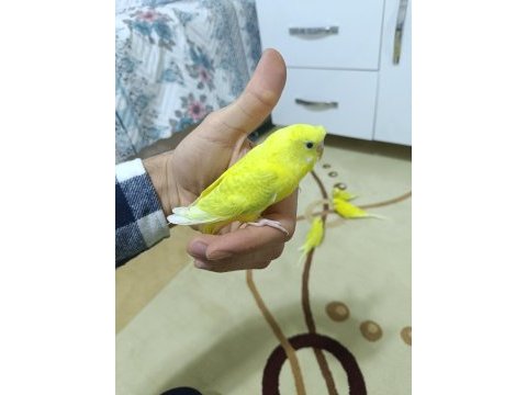 Yetişkin ve yavru eğitime açık muhabbet kuşları