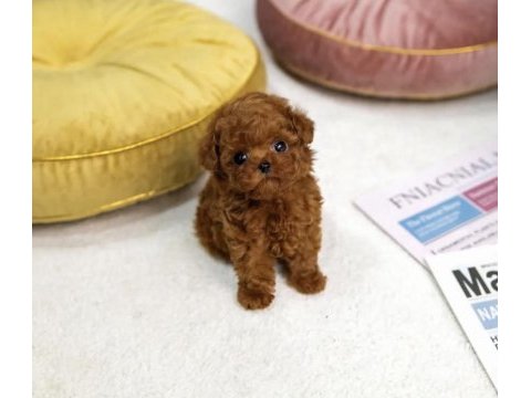 Show kalite poodle yavrum