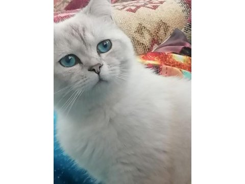 7 aylık erkek british shorthair kedimiz