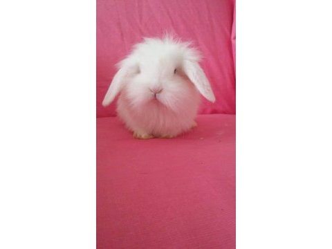 Renk renk tavşanlar hollanda ve teddy lop bebekler