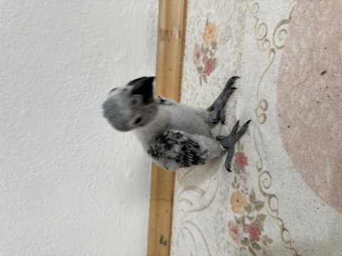 Yavru jako papağanı çok tatlı
