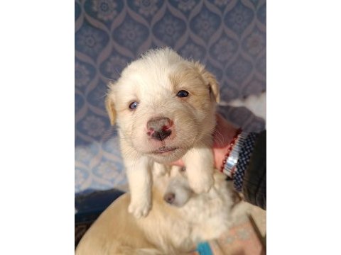 Border collie yavrular teslime hazır