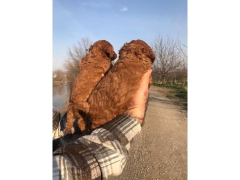 Tatlı toy poodle yavruları