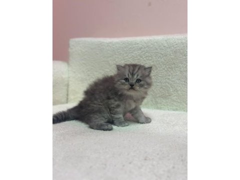 A+ kalite british shorthair bebeğimiz