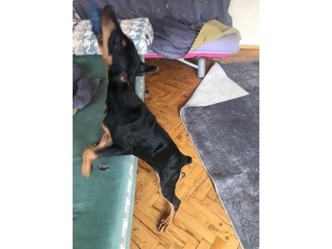 4 aylık doberman yavrusu