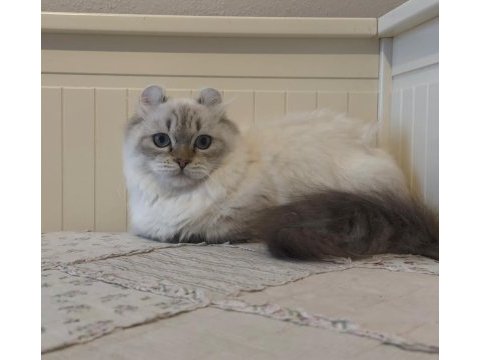 British longhair munchkın cüce kedimiz erkek kinkalow