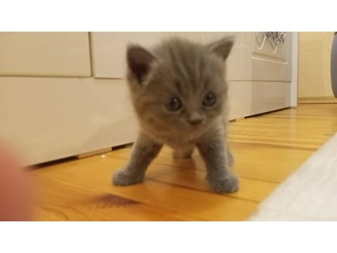 3 aylık british shorthair yavru kedimiz