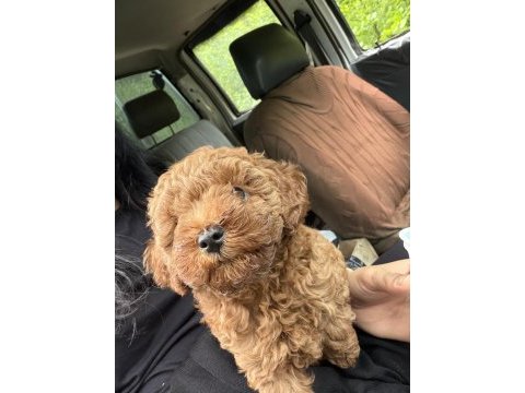 Poodle sahiplenmek 3 aylık