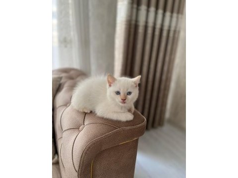 4 aylık erkek kedimiz
