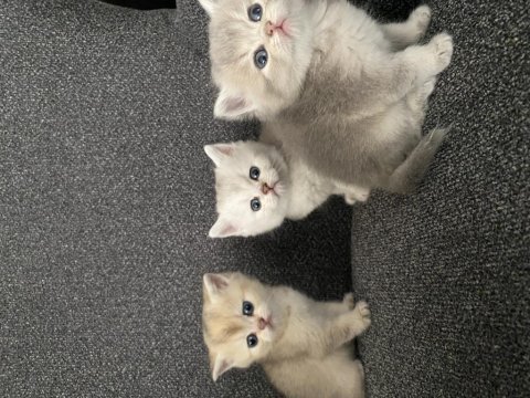 Dişi ve erkek 40 günlük yavru kediler