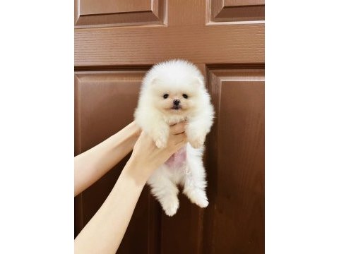 Pomeranian boo face teacup