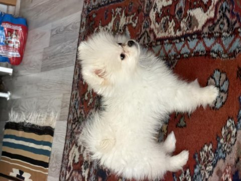 Uslu zeki pomeranian boo dünyalar tatlısı yavrumuz