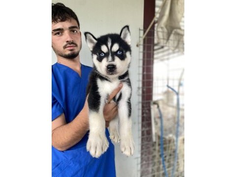 Üst kalite husky yavrular