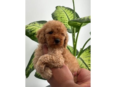Orijinal toy poodle