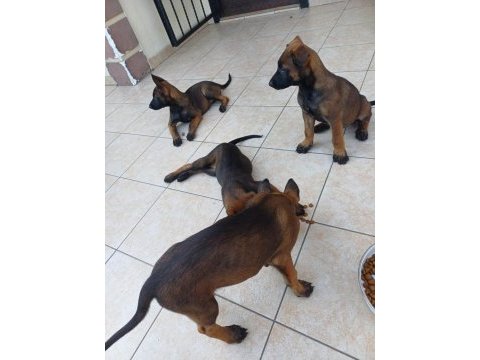 Fcı /kıf şecereli malinois yavrularım