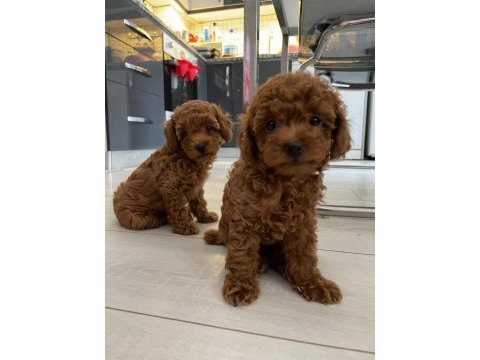 Şecere belgeli toy poodle bebekler