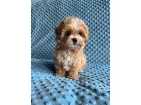 En iyi kore maltipoo yavruları