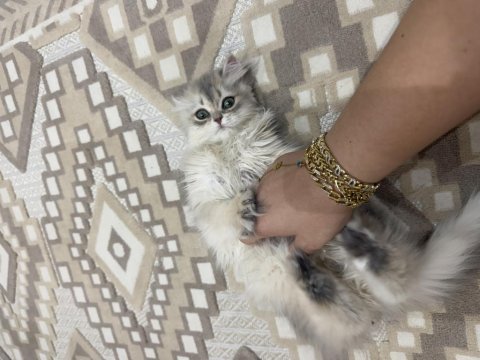 British longhair ay12 blue golden