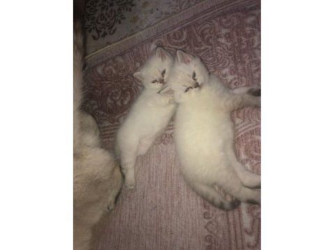 Kadi dünyası british shorthair