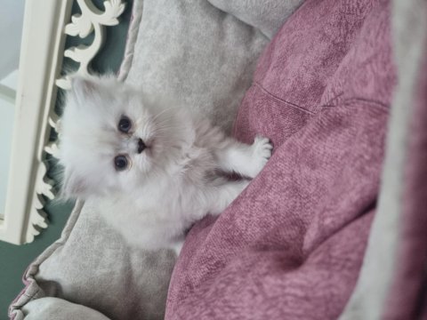 British longhair blue point silver