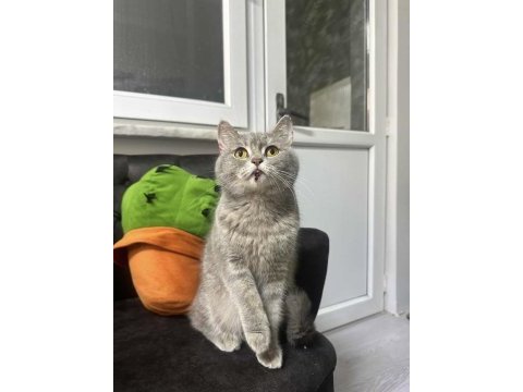 British shorthair ücret talep etmiyorum