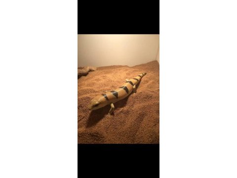 Faturalı evraklı peter banded skink