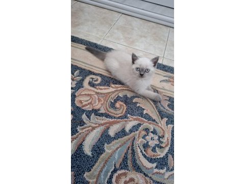 British shorthair minnoşum