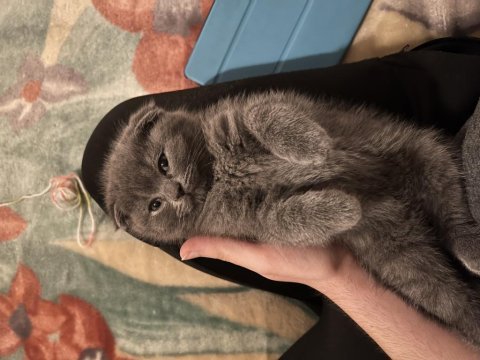 Scottish fold iki kardeş
