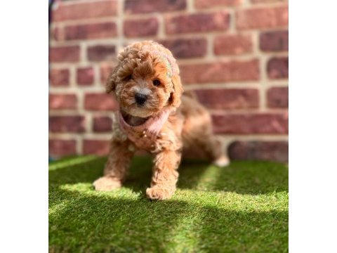 Safkan toy poodle yavrular