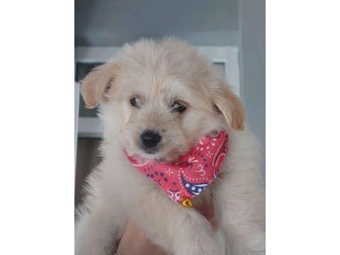 3 aylık köpeğimiz