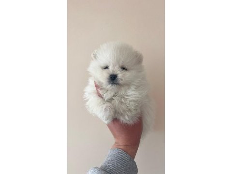 Pomeranian bebekler orginal çanta boy