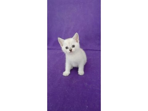 British shorthair pamuk prenses yavrumuz