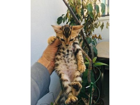 Show class bengal kedisi yavruları