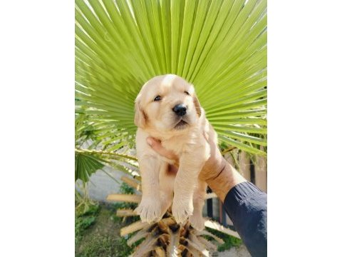 Golden retriever yavrularımız için ulaşın