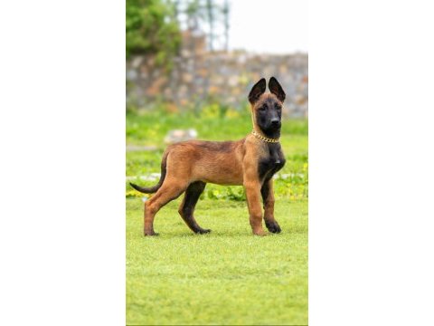 Malinois yavrularda son nokta